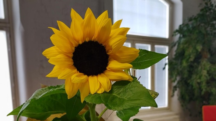 Kuvassa auringonkukka